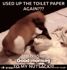 Out Of Toilet Paper Then Say Good Morning GIF - Out Of Toilet Paper Then Say Good Morning Dog GIFs