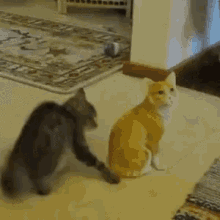 Cats Fight GIF - Cats Fight GIFs