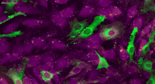 a purple and green background with illusive soul written in the upper right corner