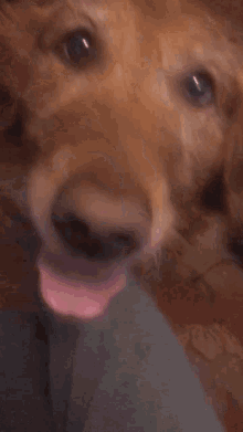 rosie happy doggy happy dog golden retriever