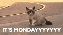 Monday Cat GIF - Monday Cat Cheat On GIFs