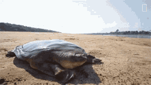 This Is The Cantors Giant Softshell Turtle Rare Giant Softshell Turtle Released Into The Wild GIF - This Is The Cantors Giant Softshell Turtle Rare Giant Softshell Turtle Released Into The Wild Walking GIFs