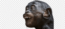 Monkey Monkey Head GIF - Monkey Monkey Head GIFs