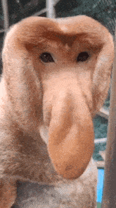 a close up of a monkey 's face with a big nose