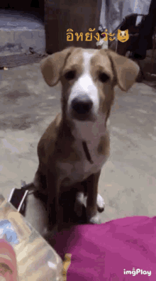 a brown and white dog is sitting on a pink blanket with imagesplay written on the bottom