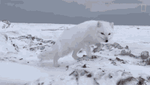 Curious National Geographic GIF - Curious National Geographic A Friendly Arctic Fox Greets Explorers GIFs