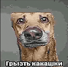 a close up of a dog 's face on a gray background with russian writing on it .