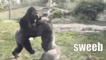 Sweeb Gorilla GIF - Sweeb Gorilla Fight GIFs