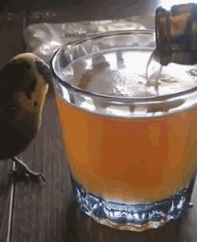 Perico Borracho Drink GIF - Perico Borracho Drink Bird GIFs