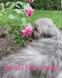 Kratu Smell The Roses GIF - Kratu Smell The Roses Roses GIFs