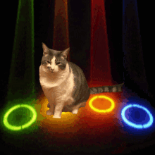 Beanz Cat GIF - Beanz Cat Dance GIFs