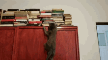 a cat climbs a shelf with a stack of books on top