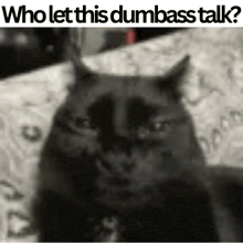 a black and white photo of a cat with the words " who let this dumbass talk " above it