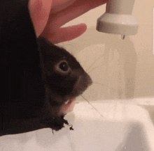 Cute Rat Rat Drinking GIF - Cute Rat Rat Drinking Rat Tap GIFs