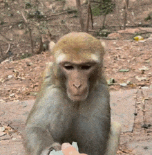 Rhesus Monkey Shocked Surprise Impossible Unbelievable GIF - Rhesus Monkey Shocked Surprise Impossible Unbelievable GIFs