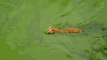 swimming tiger tigers101 nat geo wild floating swamp