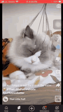 Kitty Meow GIF - Kitty Meow Scratch GIFs