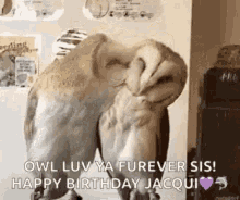 Owl Love GIF - Owl Love Kiss GIFs