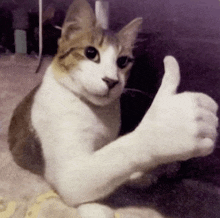 a brown and white cat is giving a thumbs up sign