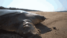 staring rare giant softshell turtle released into the wild looking stopped waiting