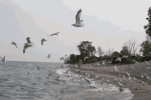 Seagulls GIF - Seagulls GIFs