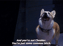 Captain Holt Youre Not Cheddar GIF - Captain Holt Youre Not Cheddar B99 GIFs