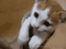 Kitten Play GIF - Kitten Play Tube GIFs