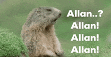 Allan Allan Allan Marmot GIF - Allan Allan Allan Allan Marmot GIFs