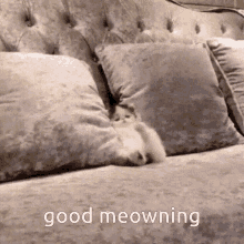 Good Meowning Good Morning Cat GIF - Good Meowning Good Morning Cat Kitty Sleepy GIFs