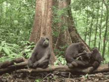 Crested Macaque GIF - Crested Macaque GIFs