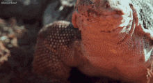 a close up of a lizard 's face with the words illusive soul below it