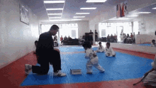 Sugar Mood Taekwondo Kid Break Board GIF - Sugar Mood Taekwondo Kid Break Board Little Boy Trying To Break Board In Taekwondo GIFs