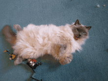 Cat Angry GIF - Cat Angry Fat GIFs