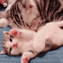 Cat Meow GIF - Cat Meow Lick GIFs
