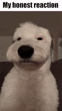 My Honest Reaction Dog GIF - My Honest Reaction Dog Psyx GIFs