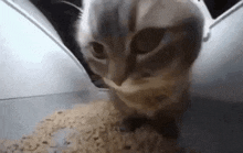 Funny Speed Cat Dance GIF - Funny Speed Cat Dance GIFs