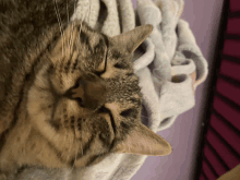 Happy Kitty Cat GIF - Happy Kitty Cat GIFs