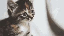 So Cute Cat GIF - So Cute Cat Meow GIFs