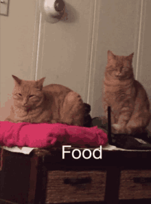 Food Eat GIF - Food Eat Cat GIFs