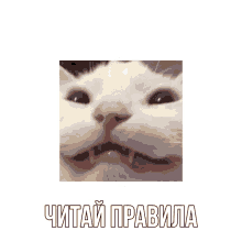 читай правила GIF