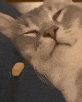 a close up of a cat 's face with a piece of food in its mouth