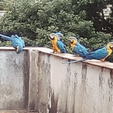 birds cute fly colorful blue and yellow