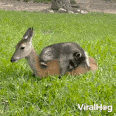 wake up babe deer raccoon viralhog time to wake up