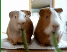 едаобедзавтракужинхомячитьжрать Hamster GIF - едаобедзавтракужинхомячитьжрать Hamster Eating GIFs