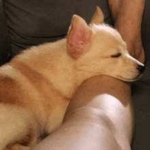 Resting On Your Foot Sleeping GIF - Resting On Your Foot Sleeping Dog GIFs