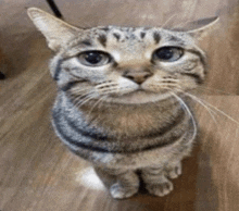Very Silly Cat Very Cool GIF - Very Silly Cat Silly Silly Cat GIFs