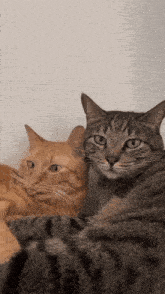 two cats are sitting next to each other on a blanket and looking at the camera