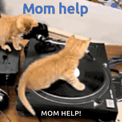 Yooo Mom Help GIF - Yooo Mom Help Cat Spinning - Discover & Share GIFs