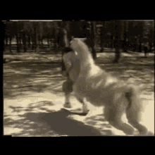Llama Pushes Man In Water Push GIF - Llama Pushes Man In Water Push Silly GIFs