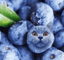 a cat is sitting in a pile of blueberries with a lime .